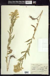 Solidago elongata image