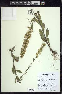 Solidago hispida image