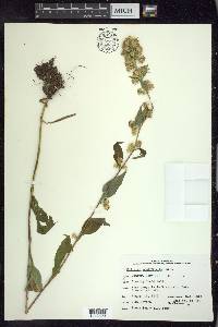 Solidago macrophylla image