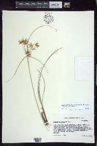 Cyperus floribundus image