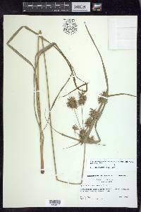 Cyperus lancastriensis image