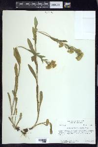 Solidago multiradiata image