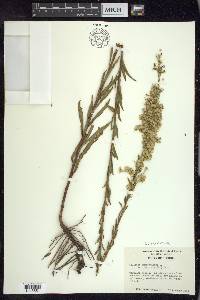 Solidago sempervirens var. mexicana image