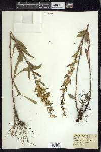 Solidago hispida image