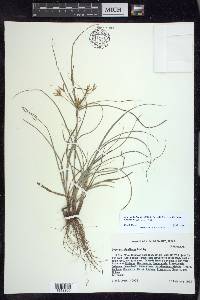 Cyperus floribundus image