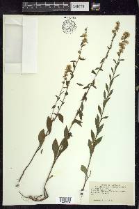 Solidago erecta image