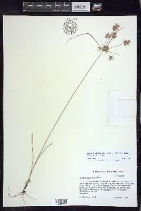 Cyperus floribundus image