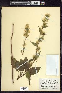 Solidago macrophylla image