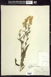 Solidago elongata image