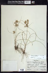 Cyperus floribundus image