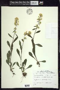 Solidago hispida image