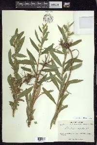 Solidago lepida image