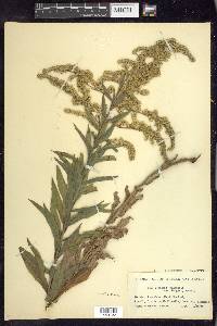 Solidago canadensis var. hargeri image