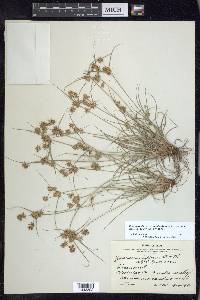 Cyperus retroflexus image