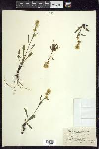 Solidago hispida image