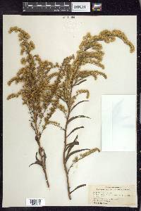 Solidago sempervirens image