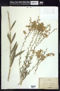 Solidago gattingeri image