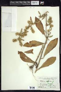 Solidago erecta image