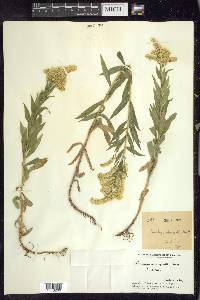 Solidago elongata image