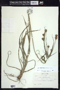 Cyperus plukenetii image