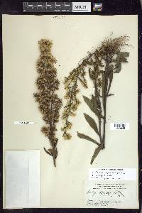 Solidago hispida image