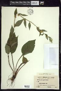 Solidago macrophylla image