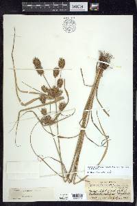 Cyperus lancastriensis image