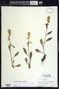 Solidago hispida image