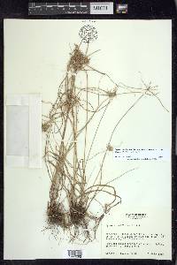 Cyperus floribundus image