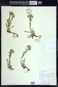 Solidago multiradiata image