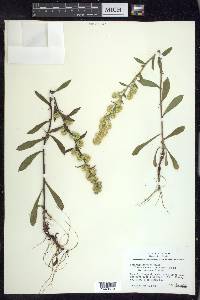 Solidago hispida image