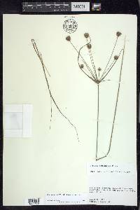 Cyperus plukenetii image