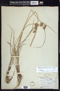 Cyperus ovatus image