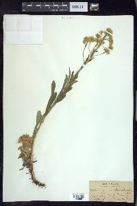 Solidago multiradiata image