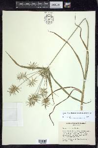 Cyperus refractus image