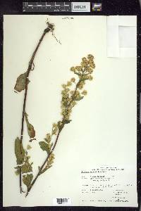 Solidago macrophylla image