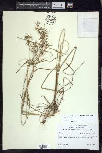 Cyperus refractus image