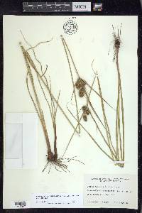 Cyperus ovatus image