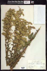 Solidago chapmanii image