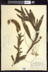 Solidago sempervirens image