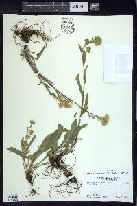 Solidago multiradiata image