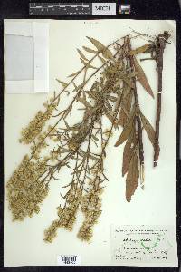 Solidago erecta image