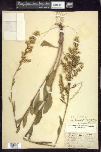 Solidago jejunifolia image