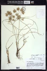 Cyperus floribundus image