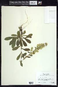 Solidago hispida image