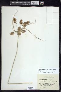 Cyperus pseudothyrsiflorus image