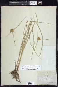 Cyperus ovatus image