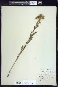 Solidago multiradiata image