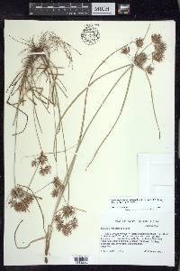 Cyperus floribundus image