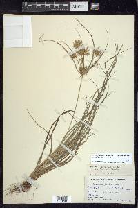 Cyperus floribundus image